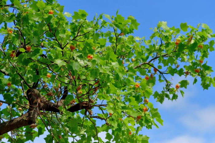 branches et feuilles vertes de tulipiers avec de petites fleurs orange sur fond de ciel bleu