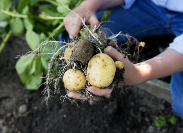 Comment faire : faire pousser des produits frais à partir de vos restes d'épicerie