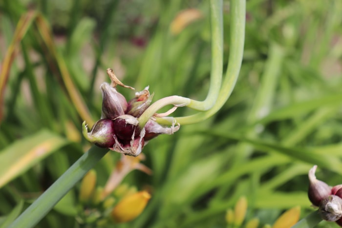 légumes vivaces