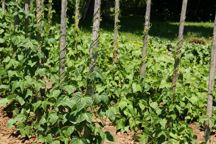 plants de haricots verts poussant dans le jardin en grimpant sur des poteaux