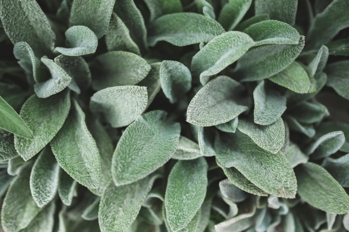 Gros plan sur l'oreille de mouton, une plante qui demande peu d'entretien dans les jardins.