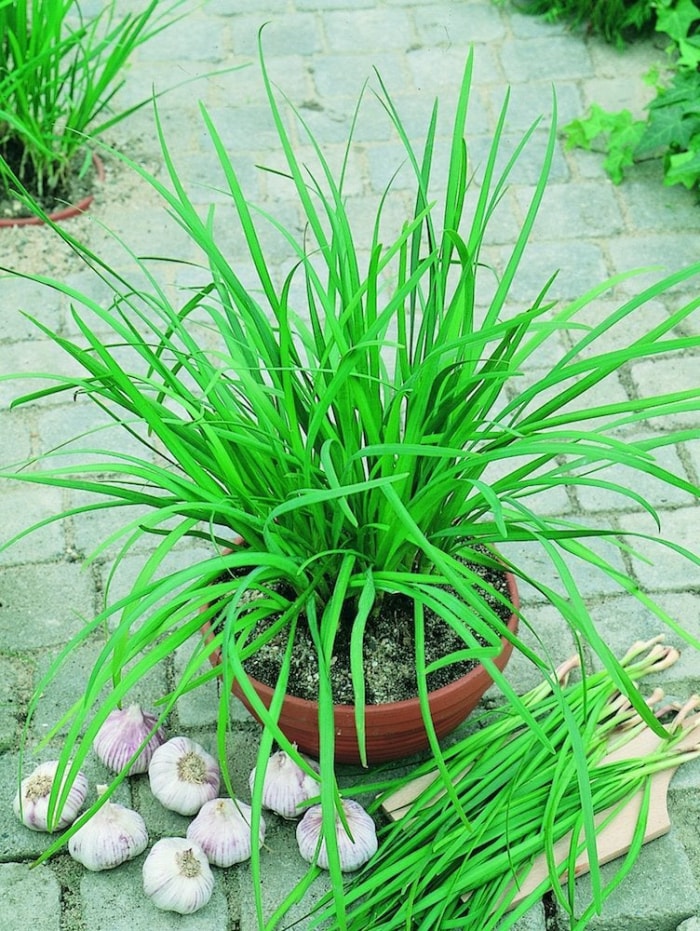 Le jardin indestructible : 15 légumes et herbes aromatiques qui s'épanouiront dans votre espace