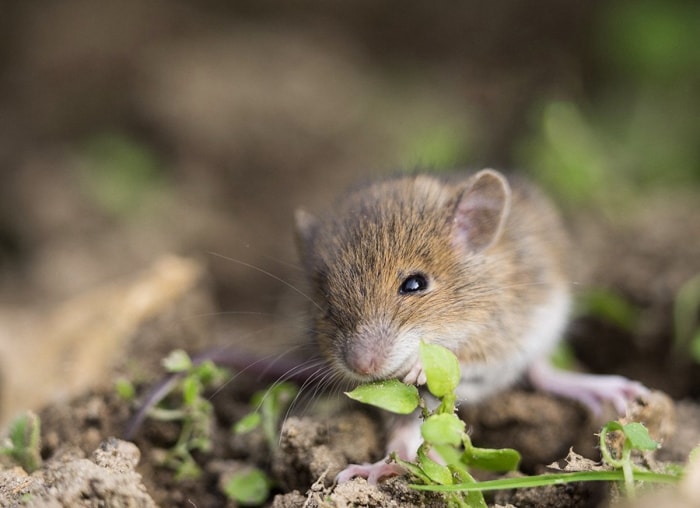 20 conseils pour éloigner toutes les bestioles de votre cour et de votre jardin