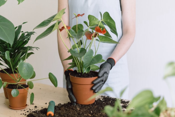 soins aux anthuriums