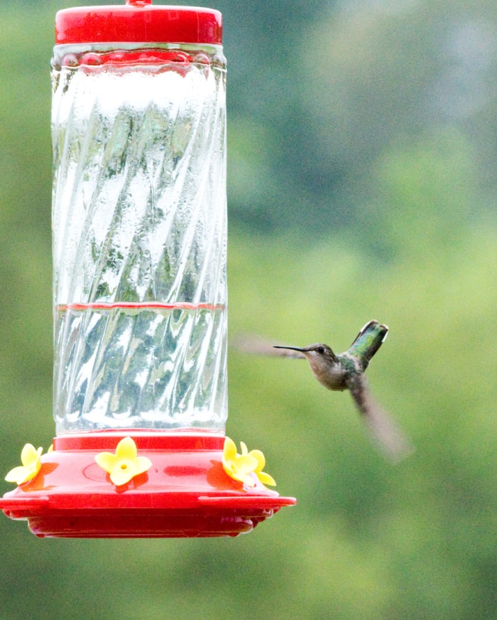 Comment nettoyer les mangeoires à colibris