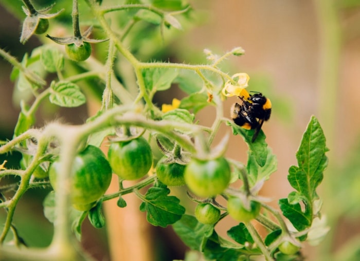 10 conseils pour transformer votre jardin en un incroyable paysage comestible