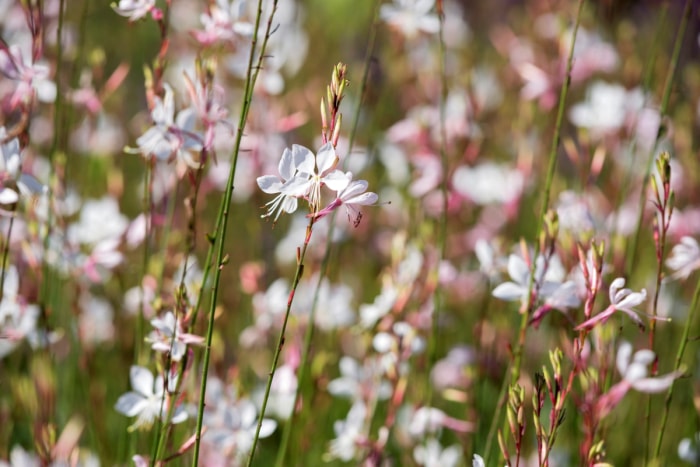 fleurs qui attirent les abeilles - fleurs d'abeilles blanches