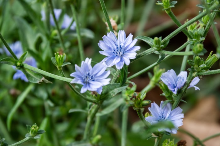 légumes vivaces