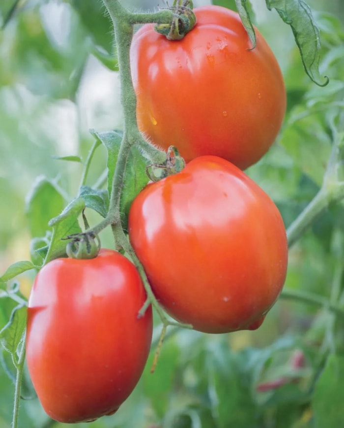 types de tomates - trois tomates prunes rouges