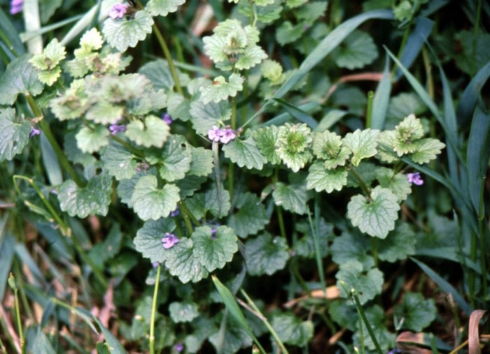 Gardez, ne tuez pas : 9 mauvaises herbes à accueillir