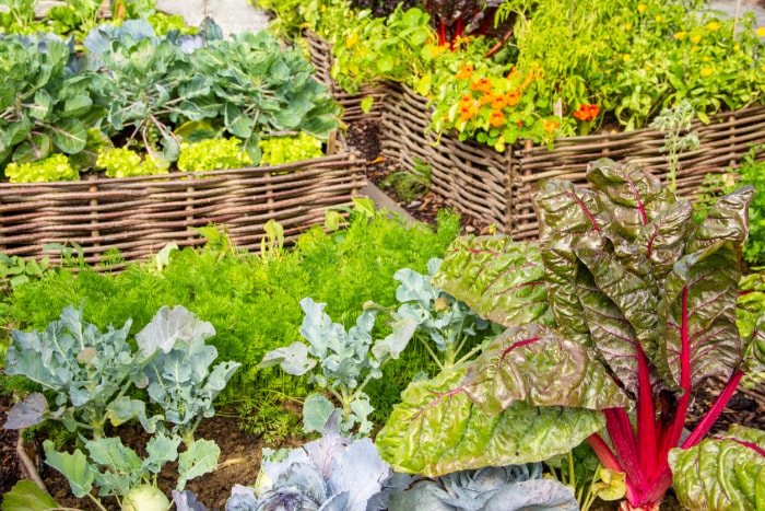 Un jardin de plantes expérimentales comprend des arc-en-ciel, des cardes et des capucines.