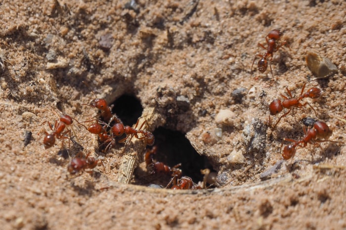 comment se débarrasser des fourmis de feu