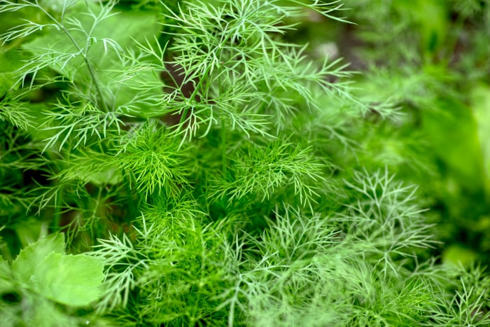 iStock-1321069404 plante d'aneth de jardin antiparasitaire poussant à l'extérieur