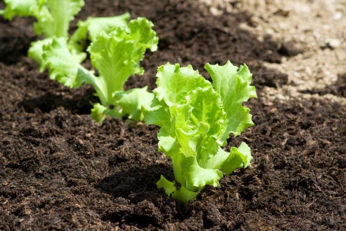 Jeunes pousses de laitue poussant dans le jardin.