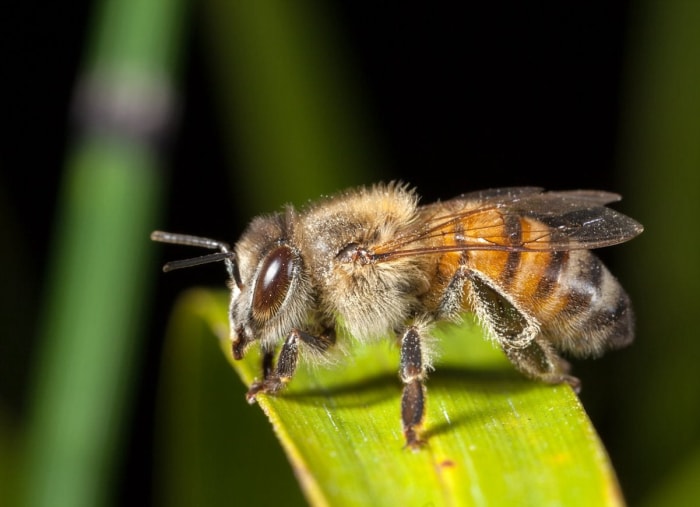 Les 10 insectes les plus dangereux à surveiller cet été