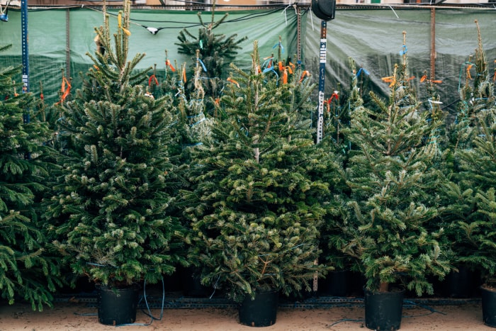 Sapin de Noël vivant Vente de sapins de Noël. De beaux sapins de Noël en pots sont vendus au marché de Noël.