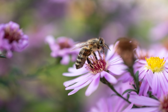 une-abeille-obtient-du-pollen-de-fleurs-violettes