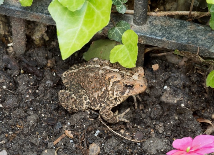 10 façons de laisser la nature faire le travail de jardinage à votre place