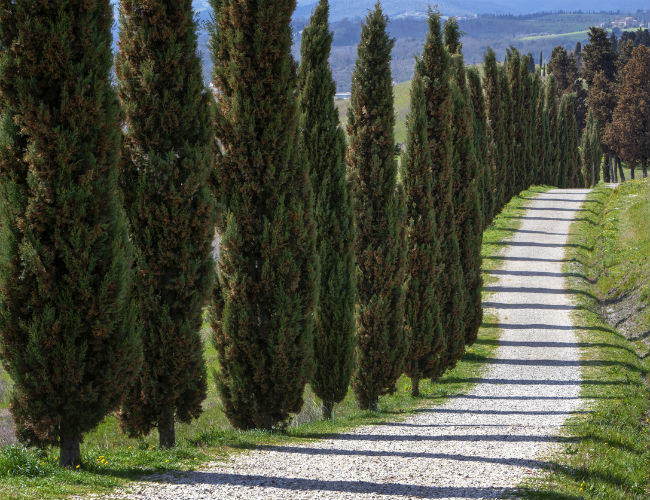 Arbres à feuilles persistantes à croissance rapide - Cyprès d'Italie