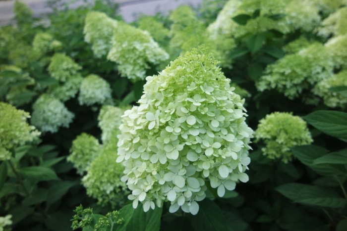 Plusieurs fleurs d'hortensia vertes poussant sur un buisson.