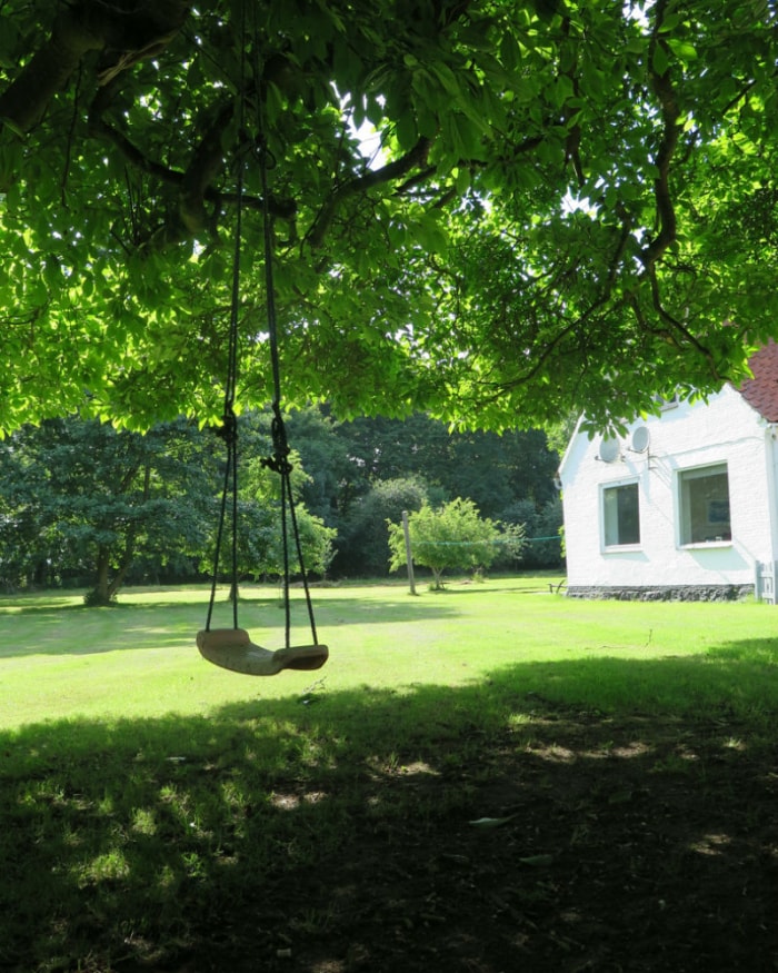 La meilleure herbe pour les endroits ombragés dans la cour, résolu !