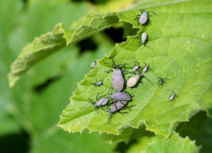 Punaises de la courge sur une feuille.