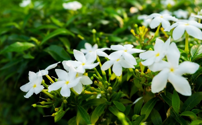 Fleurs de jasmin blanc