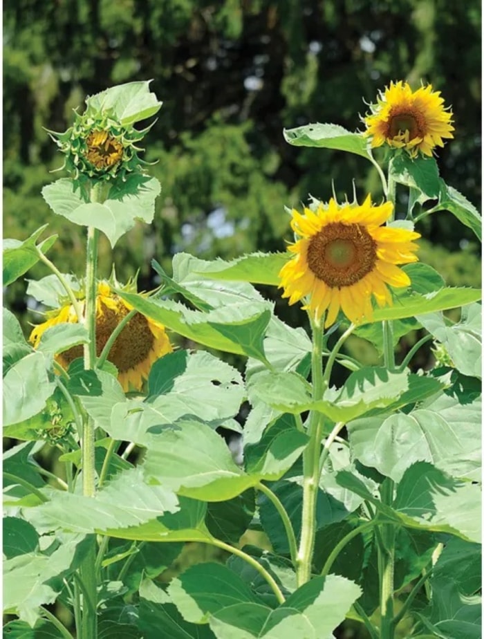 les meilleures fleurs à partir de graines - vue de face de plusieurs tournesols