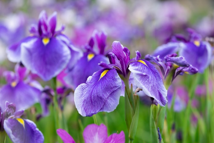 Fleurs d'iris violet