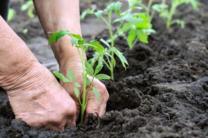 Problèmes des plants de tomates : espacement trop serré