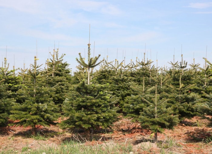 8 choses que vous ne saviez même pas sur les arbres de Noël