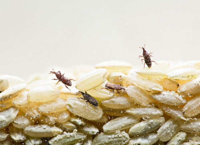 8 nuisibles du garde-manger qui pourraient envahir votre réserve de nourriture