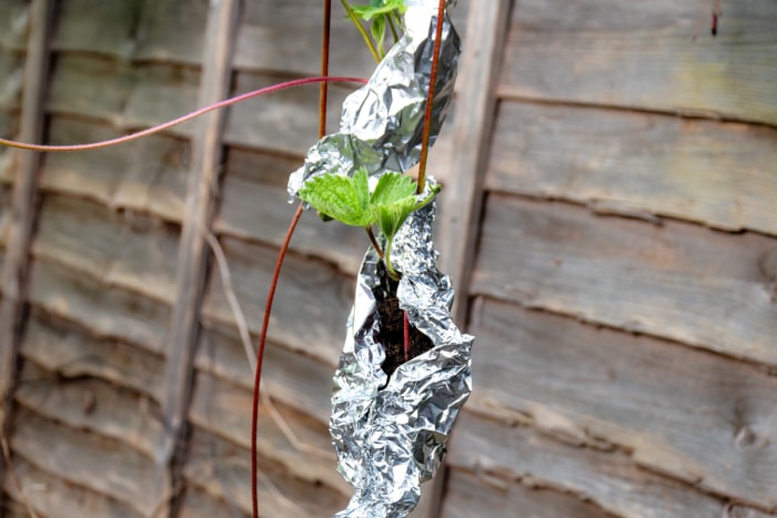 Du papier aluminium pour protéger les plantes