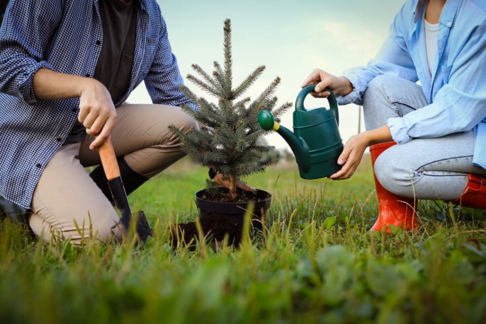 Couple plantant et arrosant le sapin de Noël.