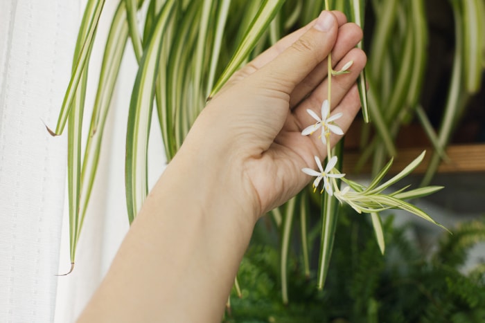 Main tenant des fleurs blanches de plante araignée en gros plan sur fond de pièce avec des plantes. Fleurs en fleurs de Chlorophytum et feuilles vertes rayées, pot sur étagère en bois. Plante d'intérieur