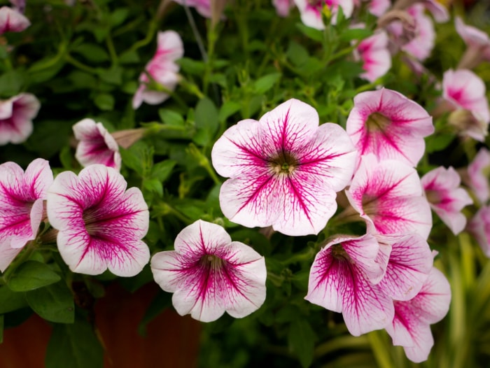 fleurs qui attirent les papillons - pétunia