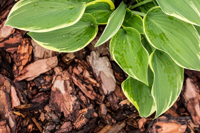 Une plante verte est entourée de paillis d’écorce.