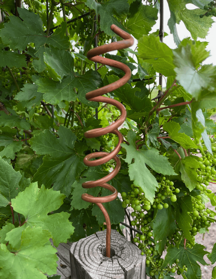 plan d'un fil de cuivre épais en forme de spirale attachée à un bloc de bois dans un jardin devant une plante à feuilles vertes