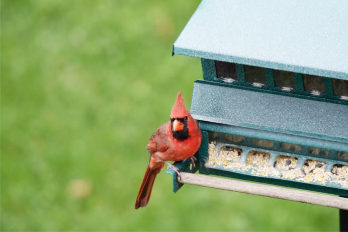 comment attirer les cardinaux