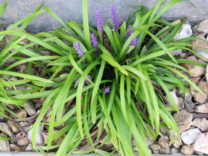 Plante d'herbe à singe fleurie