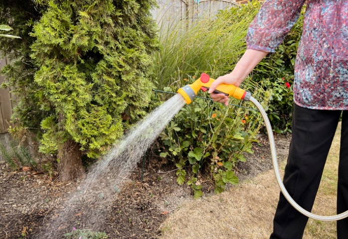 a-woman-in-floral-shirt-and-black-pants-holds-a-water-hose-with-water-spray-in-front-of-shrubs-next-to-dry-brown-grass