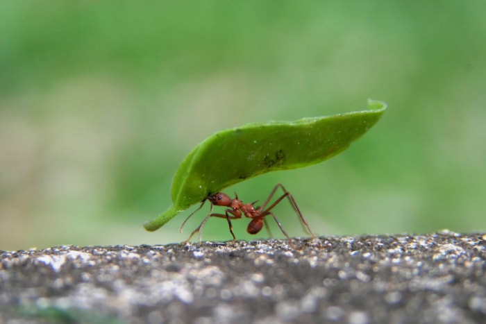 8 plantes qui repoussent les fourmis