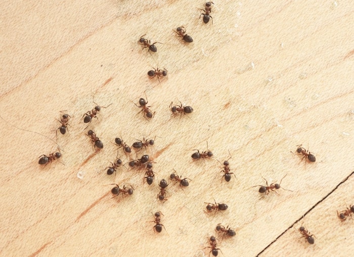 fourmis dans la maison