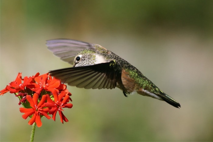 types de colibris