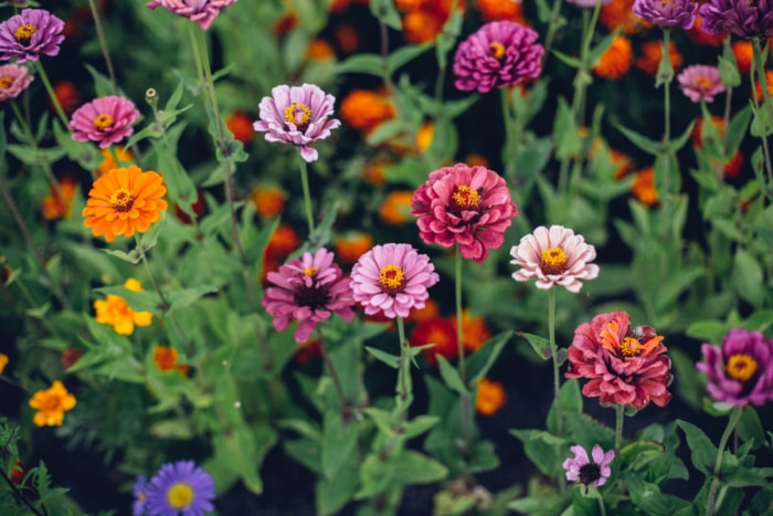 plantes résistantes aux lapins