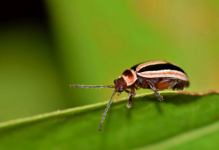 Parasites communs du jardin Chenilles Puces