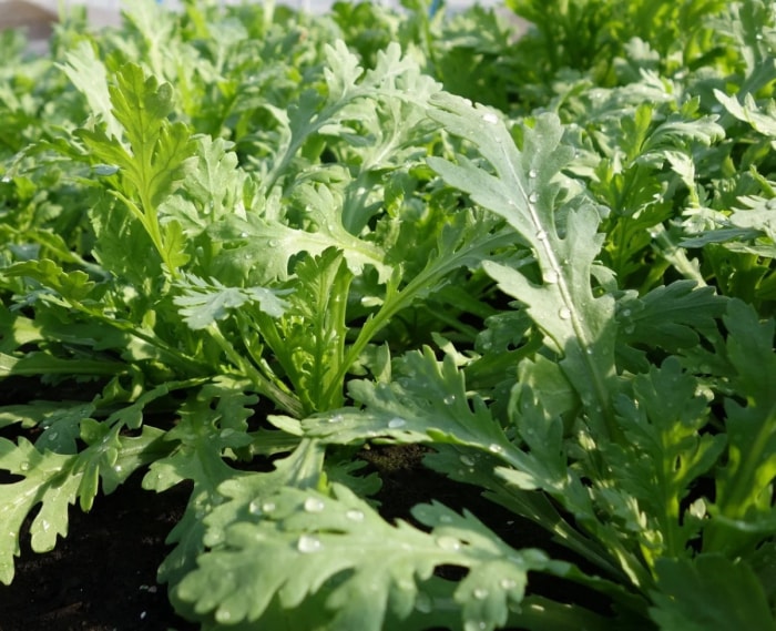 types de légumes verts asiatiques - plantes de chrysanthème à guirlande verte