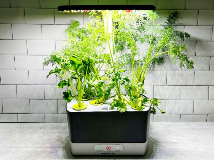 AeroGarden avec des plantes cultivées