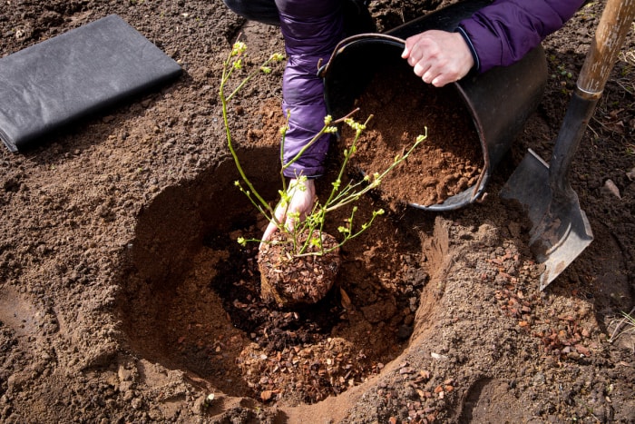 Une personne plantant un buisson de bleuets et remplissant le trou avec de la terre.