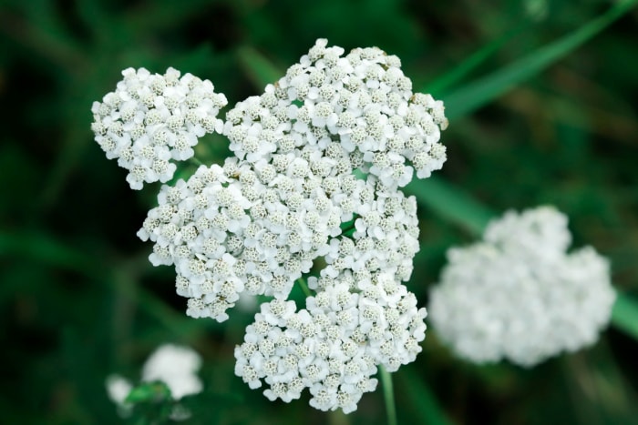 Fleurs d'achillée avec de petits pétales blancs.